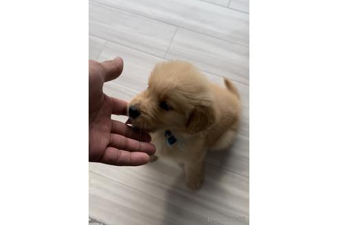 成約済の福岡県のゴールデンレトリーバー-217818の4枚目