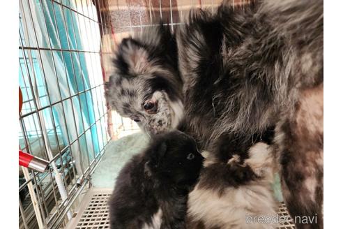 成約済の愛知県のポメラニアン-221333の6枚目