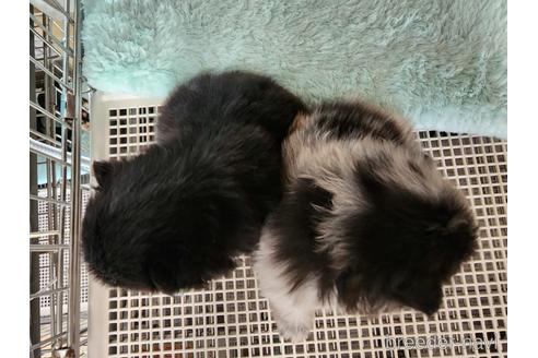 成約済の愛知県のポメラニアン-221333の4枚目