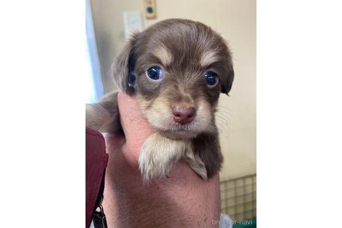 成約済の静岡県のチワックス:チワワ×ミニチュアダックスフンド-221351