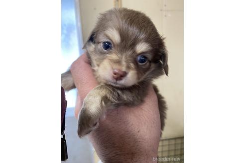 成約済の静岡県のチワックス:チワワ×ミニチュアダックスフンド-221352