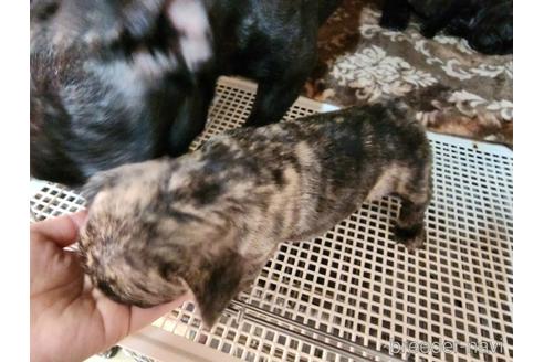 成約済の愛知県のフレンチブルドッグ-221364の6枚目