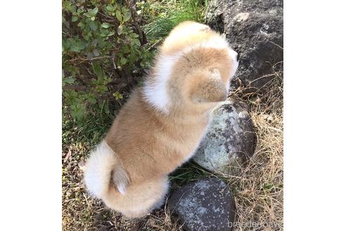 成約済の山梨県の秋田犬-219184の2枚目