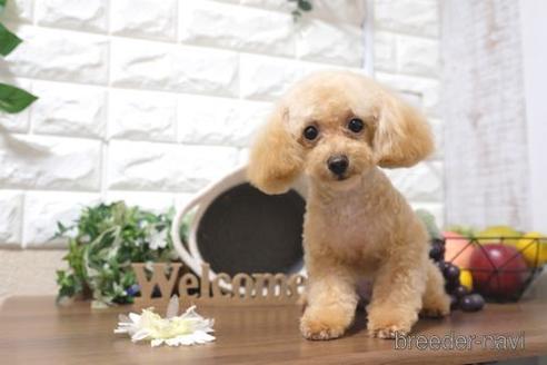 成約済の滋賀県のティーカッププードル-221390の1枚目