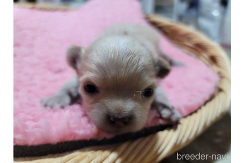 成約済の千葉県のミックス犬-220505の4枚目