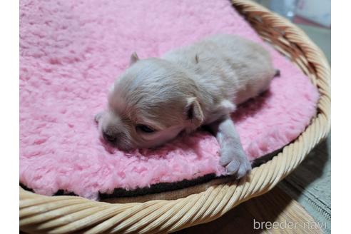 成約済の千葉県のミックス犬-220505の3枚目