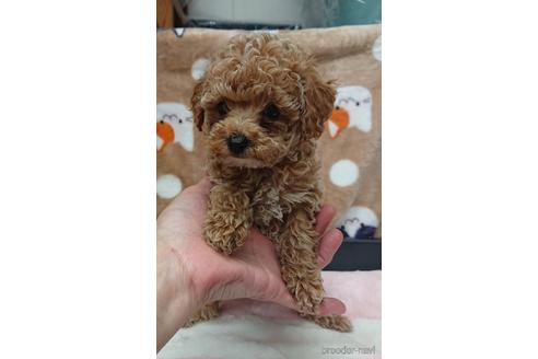 成約済の愛知県のトイプードル-217637の6枚目