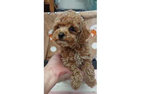 成約済の愛知県のトイプードル-217637の5枚目