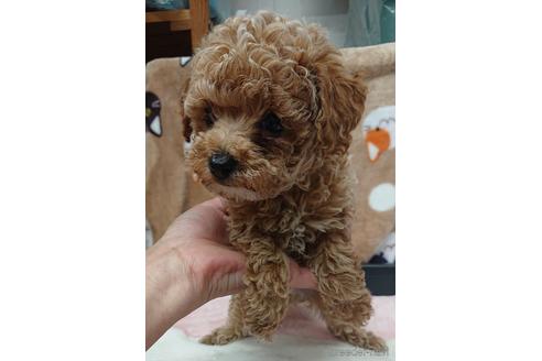 成約済の愛知県のトイプードル-217637の3枚目