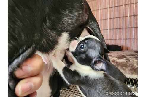 成約済の愛知県のボストンテリア-221342の3枚目
