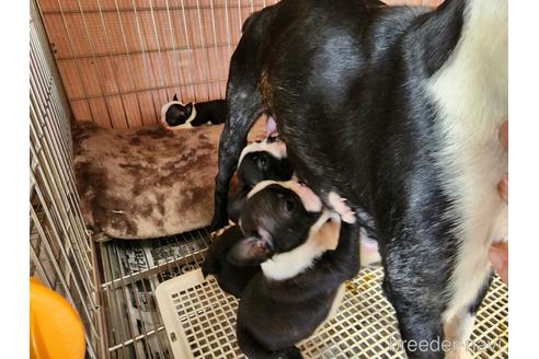 成約済の愛知県のボストンテリア-221342の5枚目