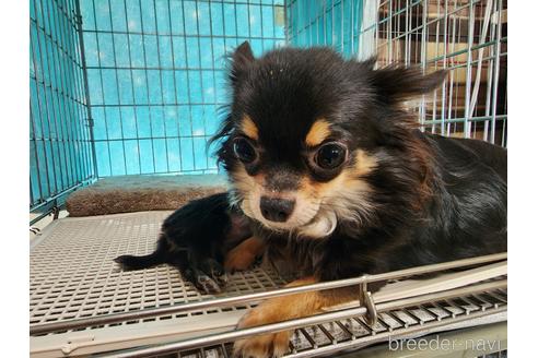 成約済の愛知県のチワワ(ロングコート)-221356の8枚目