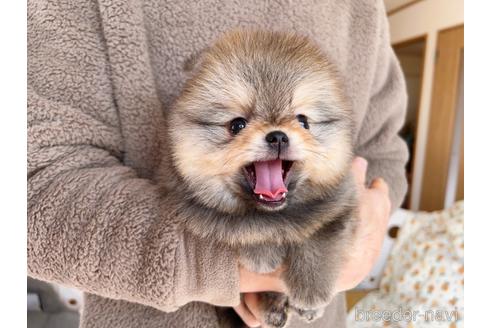 成約済の岐阜県のポメラニアン-217675の5枚目