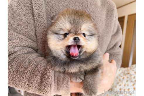 成約済の岐阜県のポメラニアン-217675の11枚目