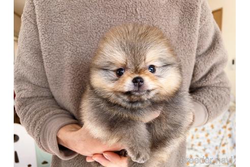 成約済の岐阜県のポメラニアン-217675の5枚目