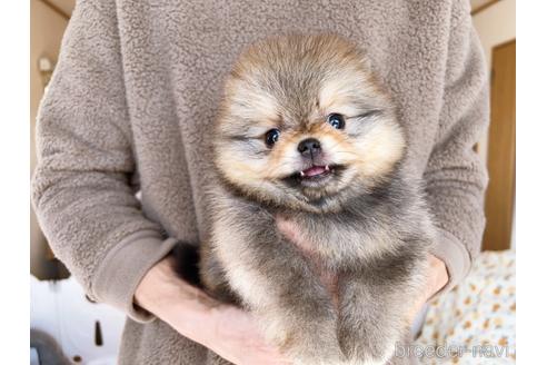 成約済の岐阜県のポメラニアン-217675の7枚目