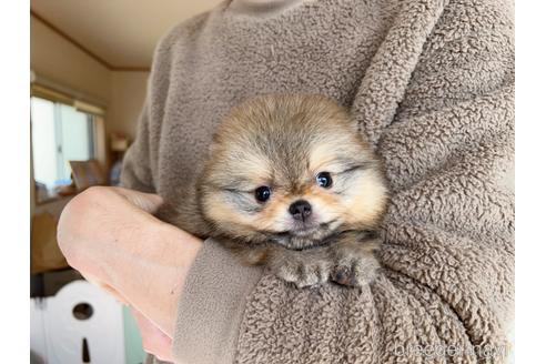 成約済の岐阜県のポメラニアン-217675の8枚目