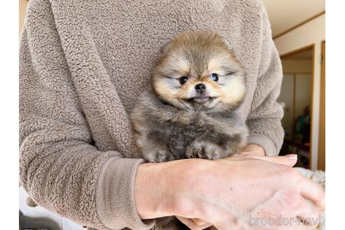 成約済の岐阜県のポメラニアン-217675の6枚目