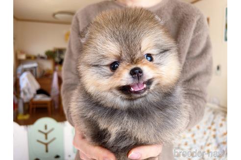 成約済の岐阜県のポメラニアン-217675の4枚目