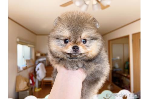 成約済の岐阜県のポメラニアン-217675の2枚目