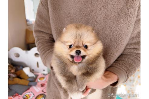 成約済の岐阜県のポメラニアン-217163の4枚目