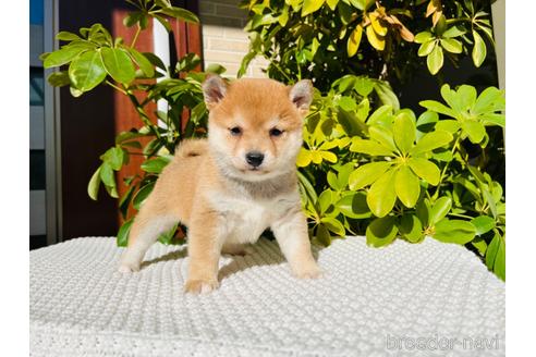 成約済の千葉県の豆柴-221493の1枚目