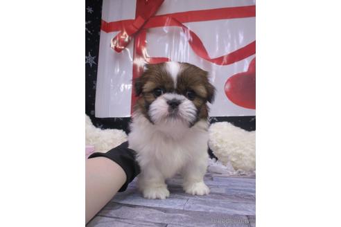 成約済の鳥取県のシーズー-216279の3枚目