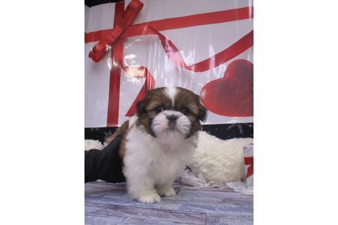 成約済の鳥取県のシーズー-216279