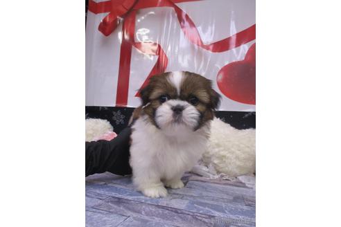 成約済の鳥取県のシーズー-216279の2枚目