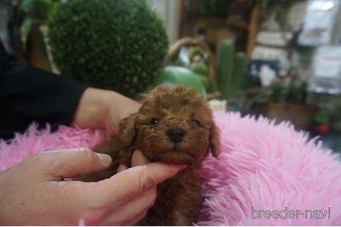 成約済の京都府のタイニープードル-220630の1枚目