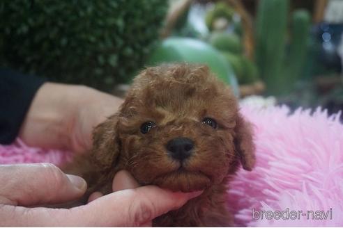 成約済の京都府のタイニープードル-220630の2枚目