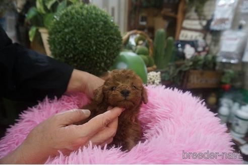 成約済の京都府のタイニープードル-220630の3枚目