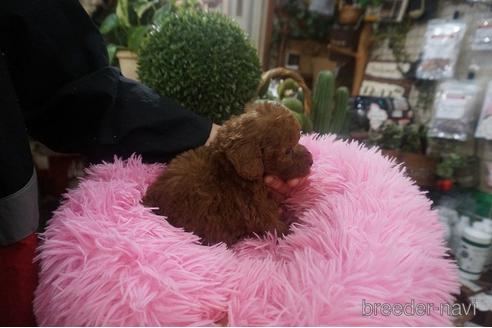 成約済の京都府のタイニープードル-220630の4枚目