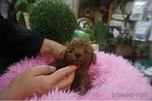 成約済の京都府のタイニープードル-220630の5枚目