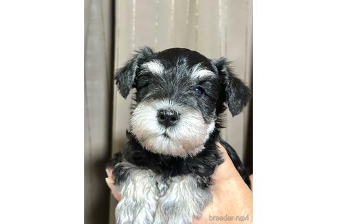 成約済の埼玉県のミニチュアシュナウザー-216530の1枚目