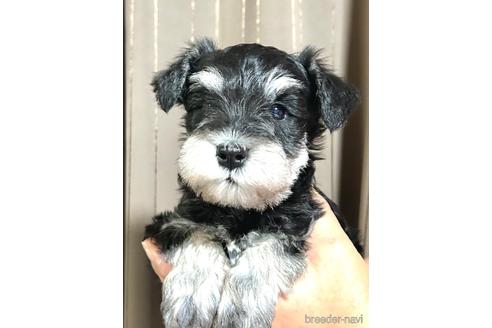 成約済の埼玉県のミニチュアシュナウザー-216530の2枚目