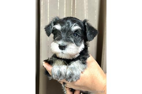 成約済の埼玉県のミニチュアシュナウザー-216530の3枚目