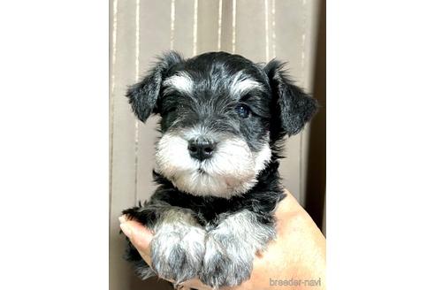 成約済の埼玉県のミニチュアシュナウザー-216530の4枚目