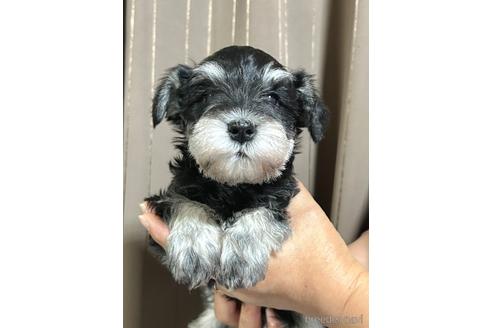 成約済の埼玉県のミニチュアシュナウザー-216530の5枚目