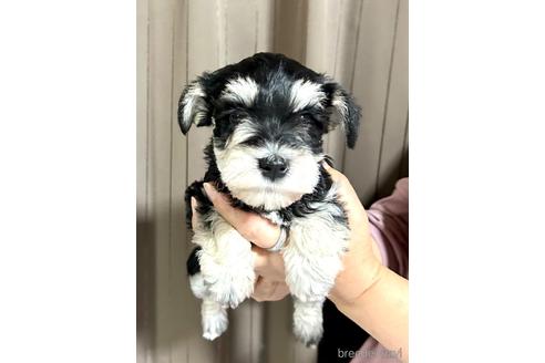 成約済の埼玉県のミニチュアシュナウザー-216535