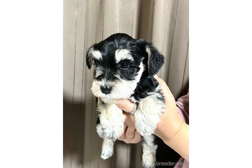 成約済の埼玉県のミニチュアシュナウザー-216535の2枚目