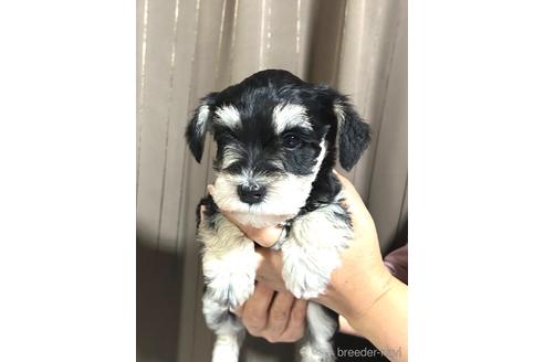 成約済の埼玉県のミニチュアシュナウザー-216535の3枚目