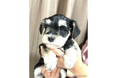 成約済の埼玉県のミニチュアシュナウザー-216535の4枚目