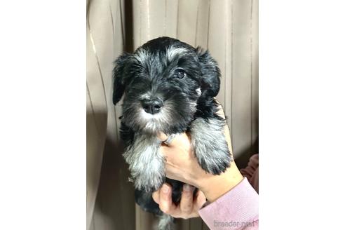 成約済の埼玉県のミニチュアシュナウザー-212802の3枚目