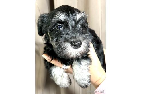 成約済の埼玉県のミニチュアシュナウザー-212802の4枚目