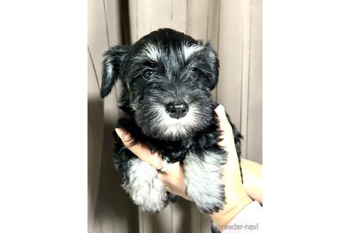 成約済の埼玉県のミニチュアシュナウザー-212802の5枚目