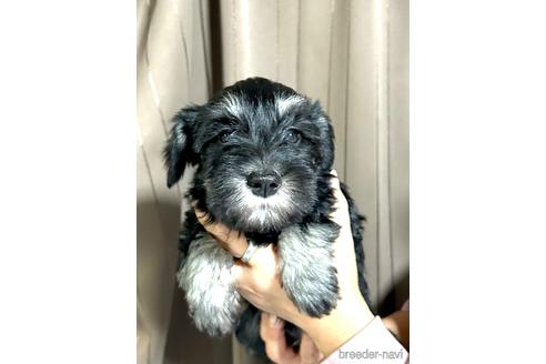 成約済の埼玉県のミニチュアシュナウザー-212802