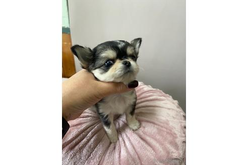 成約済の愛知県のチワワ(ロングコート)-217780の3枚目