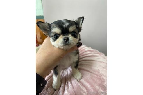 成約済の愛知県のチワワ(ロングコート)-217780の2枚目