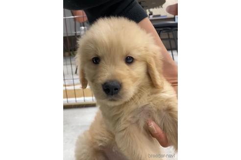 成約済の福岡県のゴールデンドゥードル:ゴールデンレトリーバー×プードル-217864の6枚目